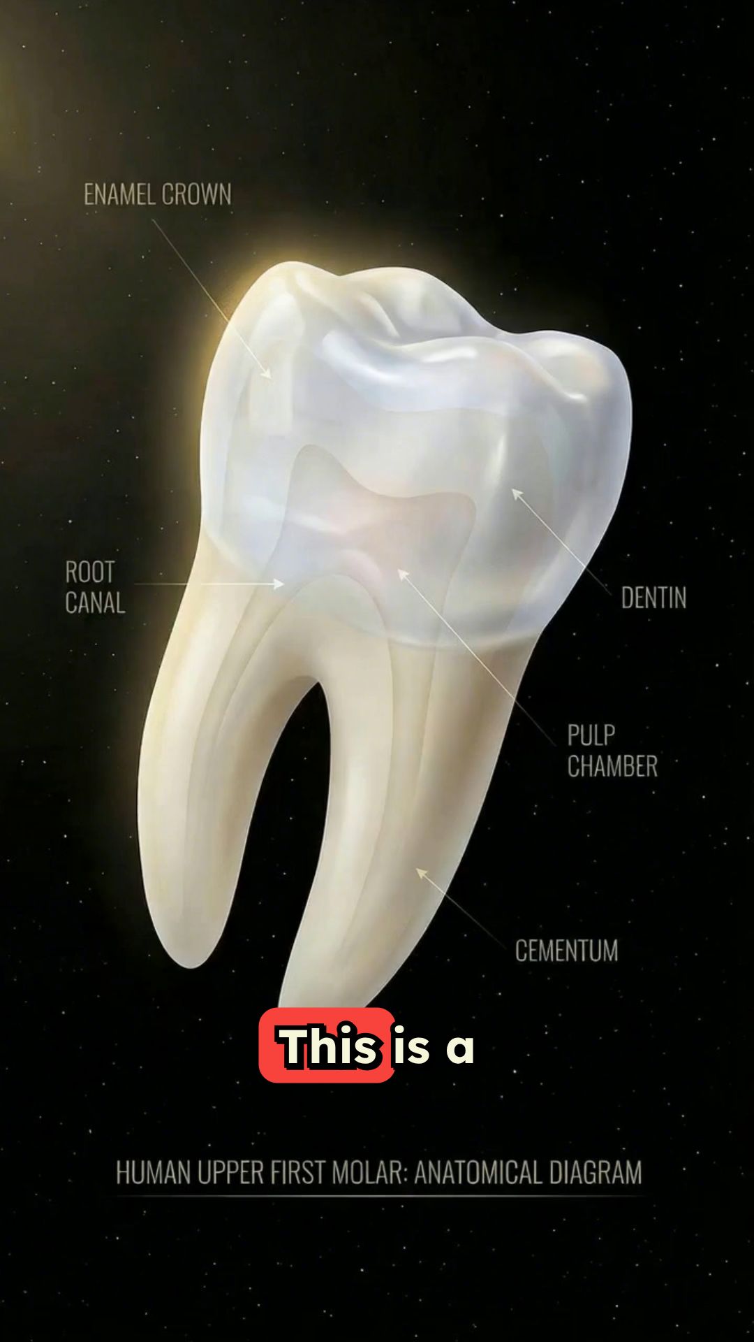 YOUR LAST TOOTH