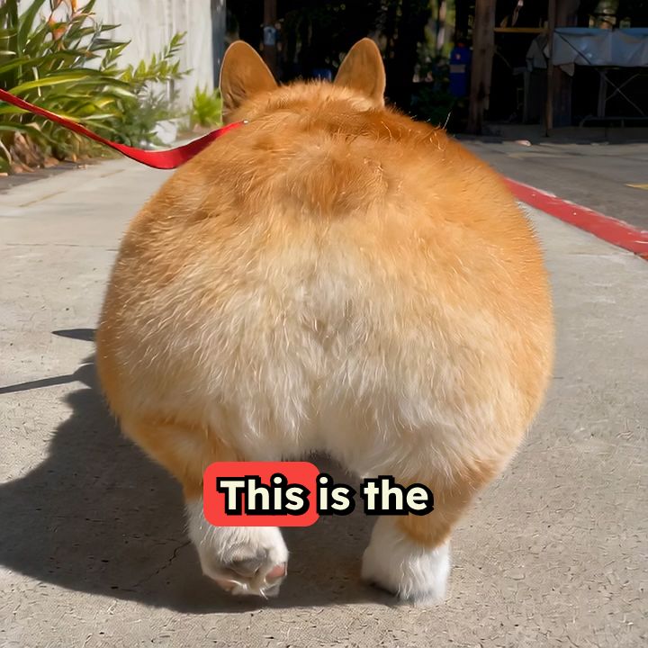 The Corgi Roast: Royal Menace on Four Legs