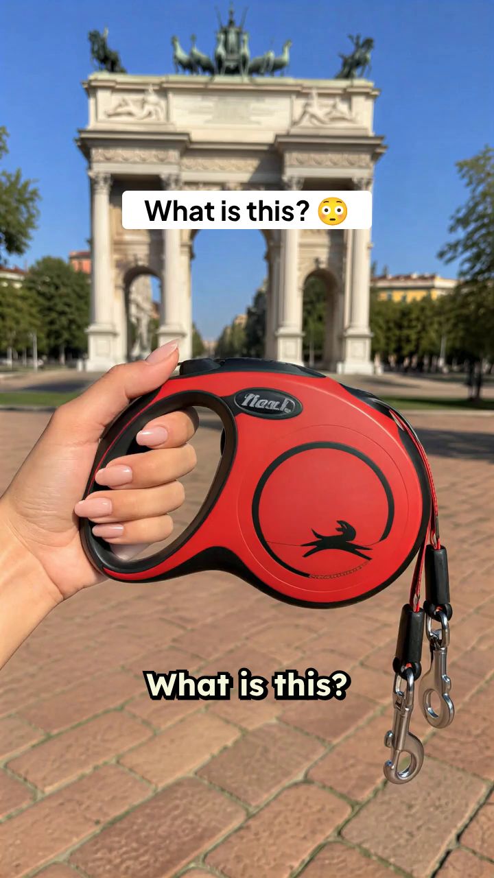 Walking Dogs in Milano