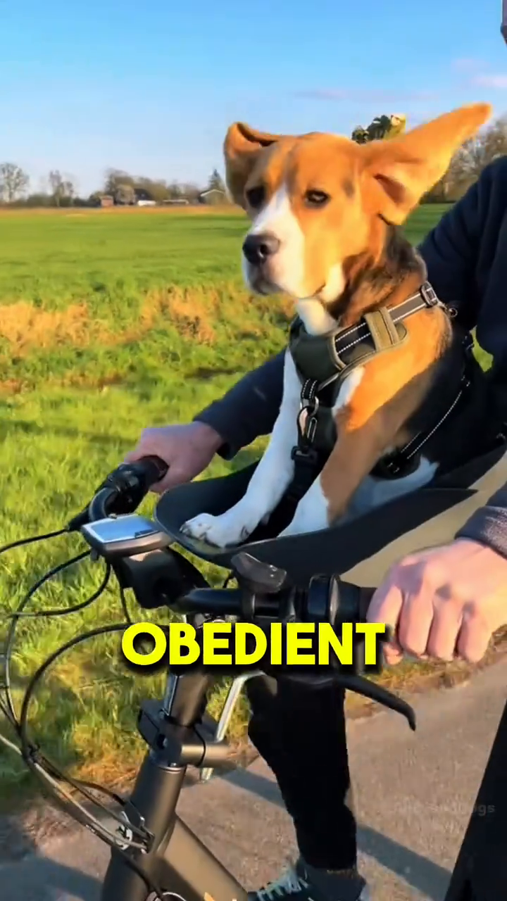 TikTok video: She Slept Next to Her Dog… Then THIS Happened 😱🐶 🔥 Hashtags #fyp #foryou #for
