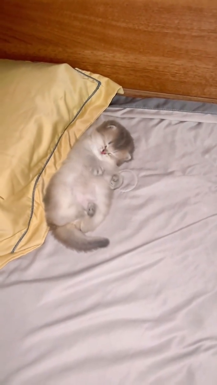 TikTok video: Fluffy little kitten sleeping 💤 #kittens #catcore #cat #catsoftiktok #animals #