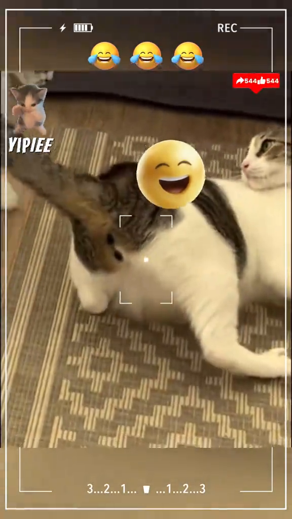 TikTok by @animal_mt5: A game played by two cats #cat #animals #funnyvideo #funnytiktok #catsoftiktok
