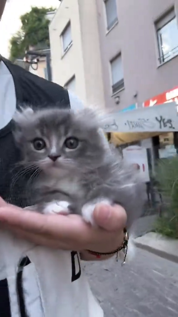 TikTok by @kittensklout: so cute #catsoftiktok #fyp #kitten #foryou #cutecat